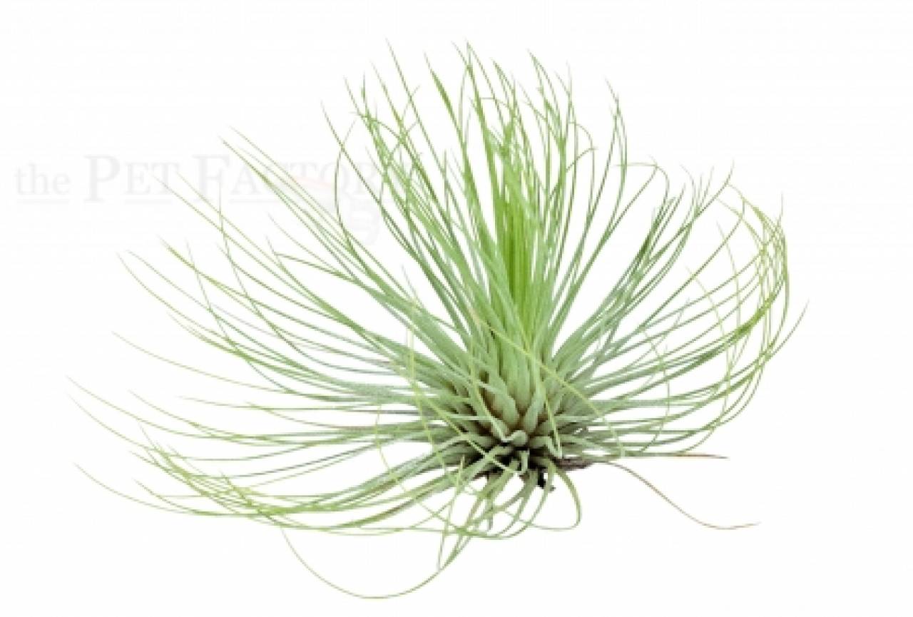 Tillandsia andreana BIG FORM